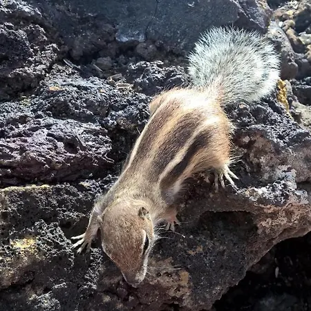 Casa Skadi Villaverde (Fuerteventura)